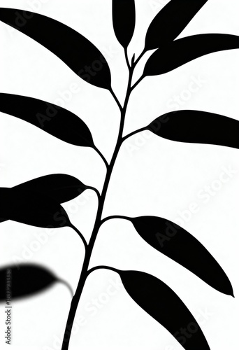 Silhouette of Rubber Plant Branch with Leaves. Ficus Elastica Art
