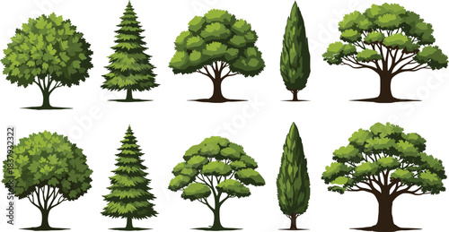 Set of Various Green Trees and Conifers Vector Illustration: Oak, Pine, Fir, and Cypress Park or Forest Elements for Landscape Design, Nature, and Ecology.