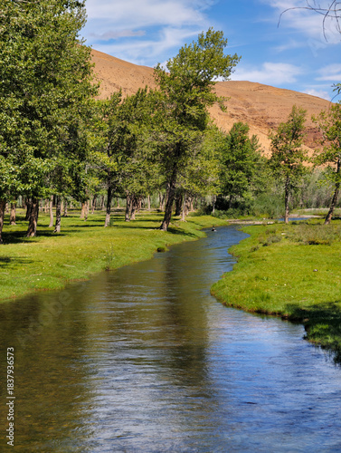 Floodplain poplar forest by the river. Branched channels of the Kyzylshin River in Altai.