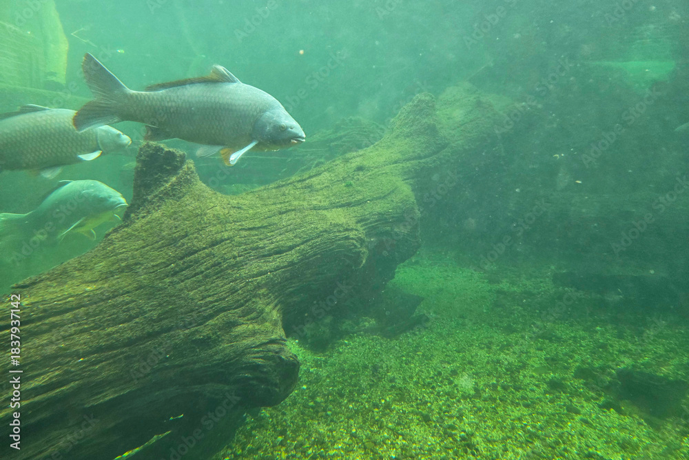 Fototapeta premium Underwater Exploration: Fishes and Driftwood in a Serene Aquatic Scene