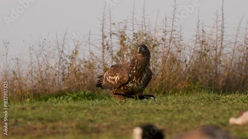 White-tailed eagle	