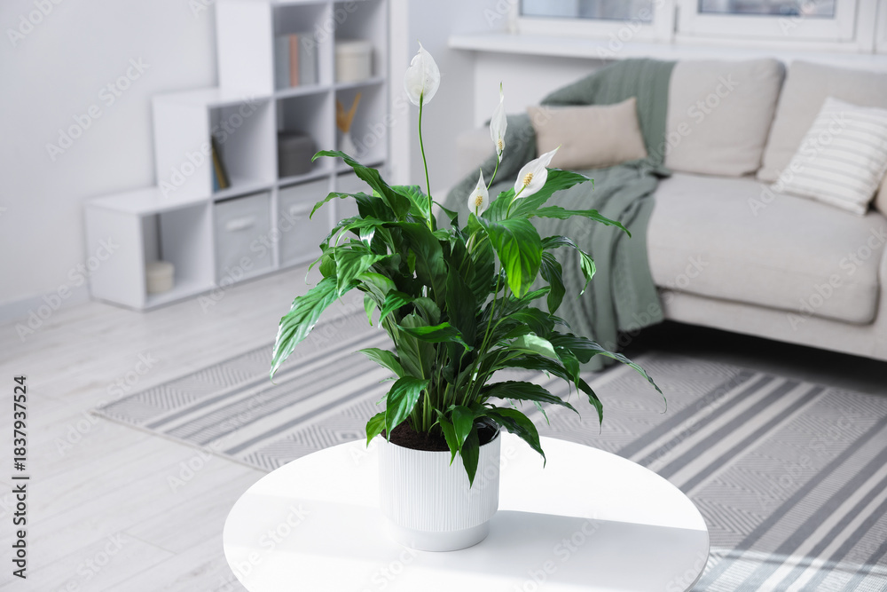 Fototapeta premium Beautiful spathiphyllum (peace lily) houseplant with flowers on table at home