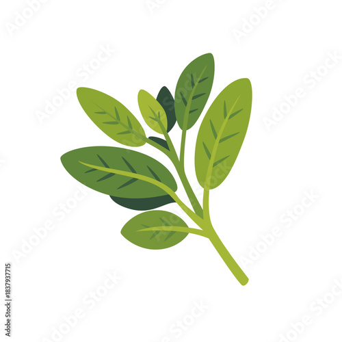 Fresh green sage aromatic herb leaves, isolated flat style vector illustration