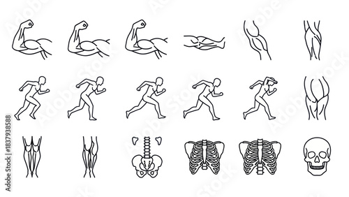 Anatomy illustrations of human body muscles skeleton and runner poses