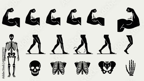 Anatomy illustration skeletal system muscular arms and leg movement graphics