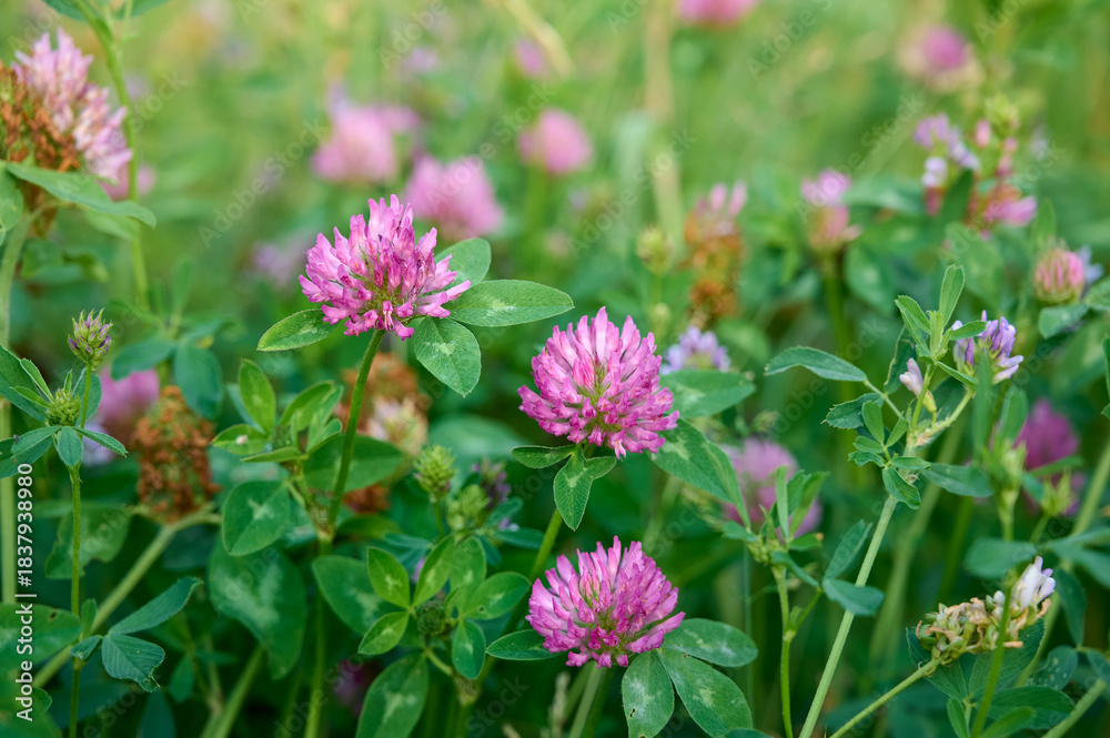 Fototapeta premium Pink purple flower chamaenerion angustifolium blooming in the meadow.