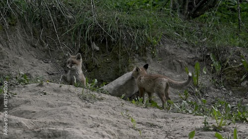 Brothers in the woodland,  two young red foxes at twilight (Vulpes vulpes)