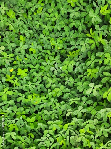 background of green vegetation with small leaves
