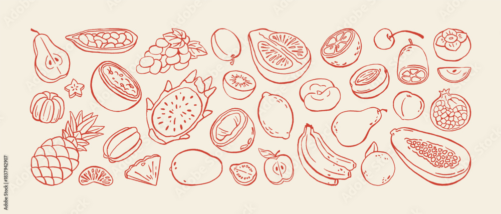 Fototapeta premium Doodle set of different tropical fruits. Various exotic foods: apples, bananas, oranges, pineapple and berries. Fresh, organic and natural eating. Hand drawn outline isolated vector illustrations
