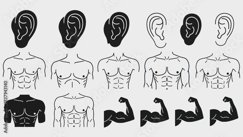Anatomical illustrations of human body parts for medical and educational use