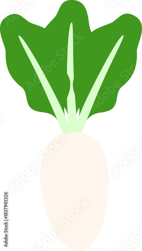 White Radish, Vegetable Flat Style Illustration