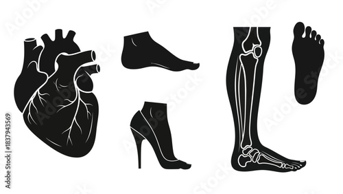 Anatomical illustrations of human heart foot and leg for medical and educational use