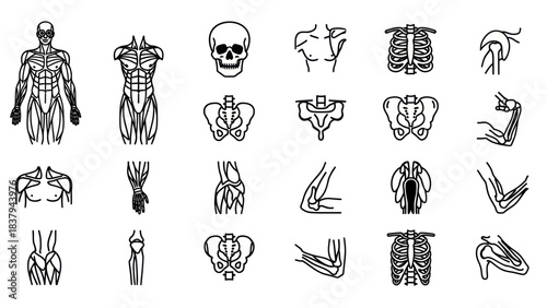 Anatomical illustrations of human musculoskeletal system for medical education