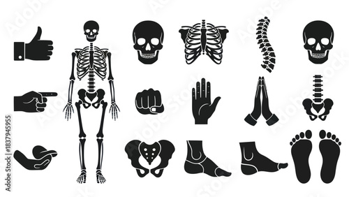 Anatomy icons set skeleton bones body parts in black and white