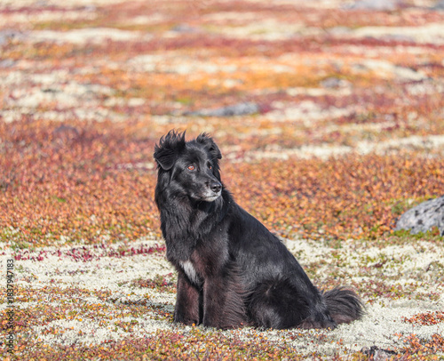 dog in the tundra