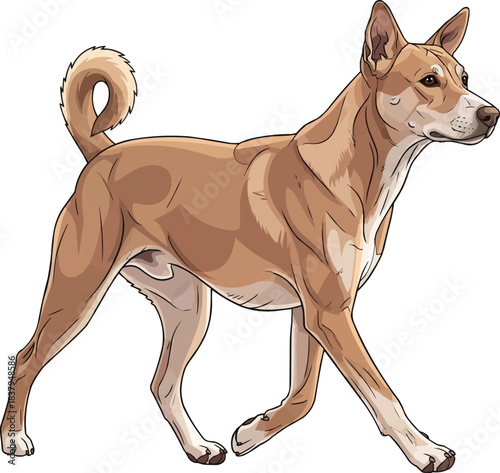 Indian Pariah Dog walking trotting elegant gait movement