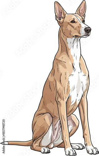 Indian Pariah Dog sitting alert looking away attentive pose