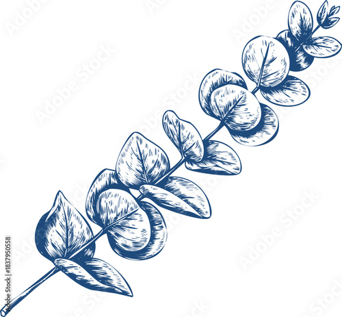 Hand Drawn Eucalyptus Branch with Round Leaves in Blue Ink leaf botanical