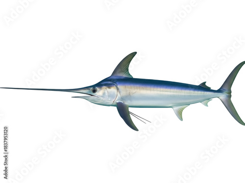 Foto Isolated marlin fish with long bill, side view, aquatic creature, sea animal, sa