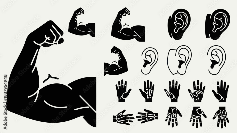 Obraz premium Black and white silhouette of human body parts and musculature graphics