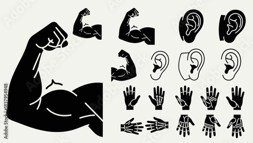 Black and white silhouette of human body parts and musculature graphics
