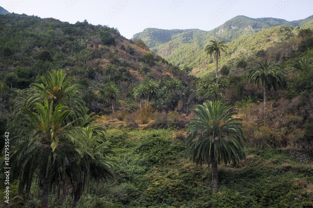 Fototapeta premium Exploring Lush Palm Valleys in La Gomera, Spain on a Tranquil Morning