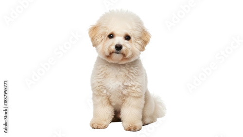 Cuadro en lienzo Isolated bichon frise puppy sitting pretty waiting for a treat, adorable happy d