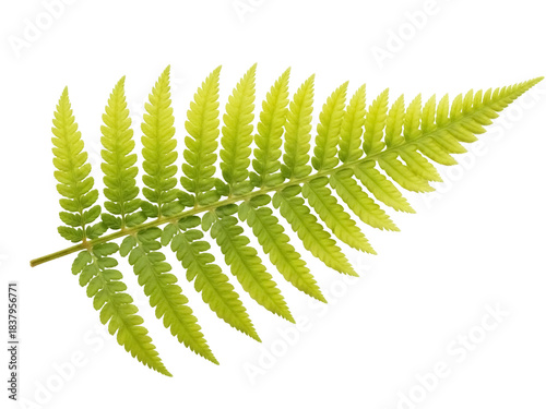 Canvastavla Isolated sprig of golden fern with pinnate leaves and leaflets, a tropical plant