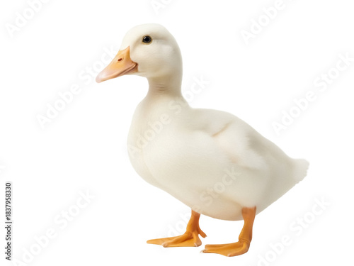 Isolated white duckling portrait with an orange bill and feet looking to the left side