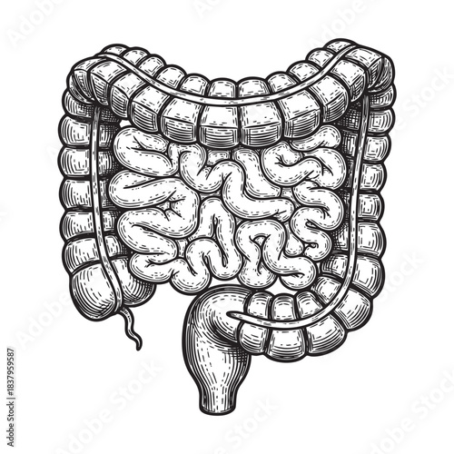 Human Intestines Digestive System Vintage Engraving