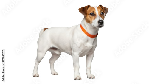 Tablou pe pânză Isolated purebred Jack Russell Terrier dog with orange collar standing looking a