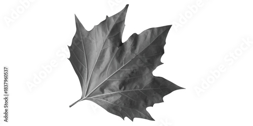maple leaf on black. Autumn maple leaf isolated on black showing fall colors of red, yellow, and orange foliage