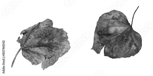 Isolated black and white macro image of a dry nature leaf next to a natural stone crystal on a white background