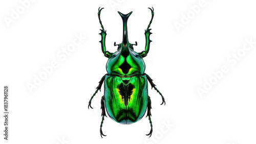 Isolated Green Jewel Beetle Insect, Iridescent Bug Coleoptera, Bright Close-up Shot