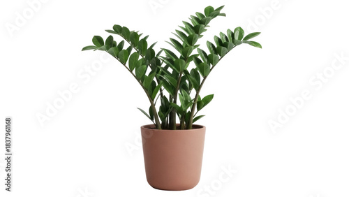 Isolated ZZ Plant in Pot for Indoor Home Decor, Potted Plant ZZ Growing Greenery
