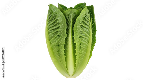 Isolated Romaine lettuce head, healthy vegetable used in salads, food photography, vegan fare