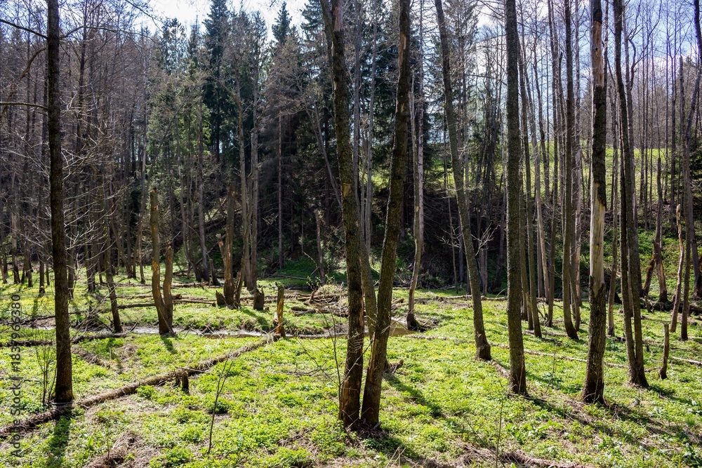 Fototapeta premium Dappled sunlight illuminates a vibrant green forest floor amidst a quiet, ancient woodland. New growth signifies nature's resilient awakening in early spring