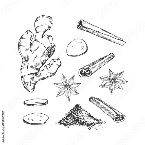 Ginger root, cinnamon, anise. Set of vector illustrations, hand-drawn in ink. Graphic sketches isolated on white background. Elements for menu design, recipes, and section labels.