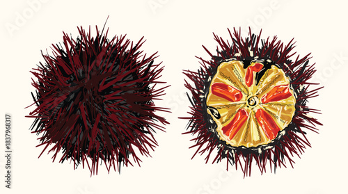 Sea Urchin Illustration Set - Whole and Opened Uni Seafood 