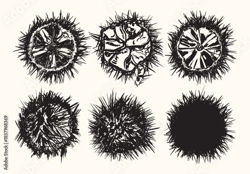 Vintage Black Opened and Whole Sea Urchin Gourmet Illustration Set