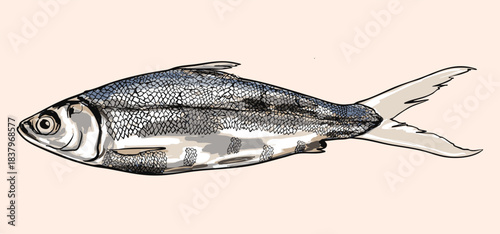 Vintage Asian Milkfish Illustration