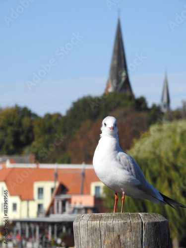 seagull on the pier with the chirch in the background at the Malchower See