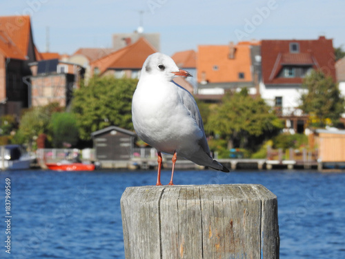 seagull on the pier with the chirch in the background at the Malchower See
