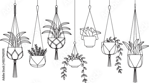 Minimalist line drawing illustration of seven hanging potted plants hanging plants macrame hangers