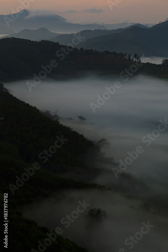 Vertical shot of thick fog covering a dark, lush mountain forest at dawn. Moody and mysterious natural landscape with low visibility.