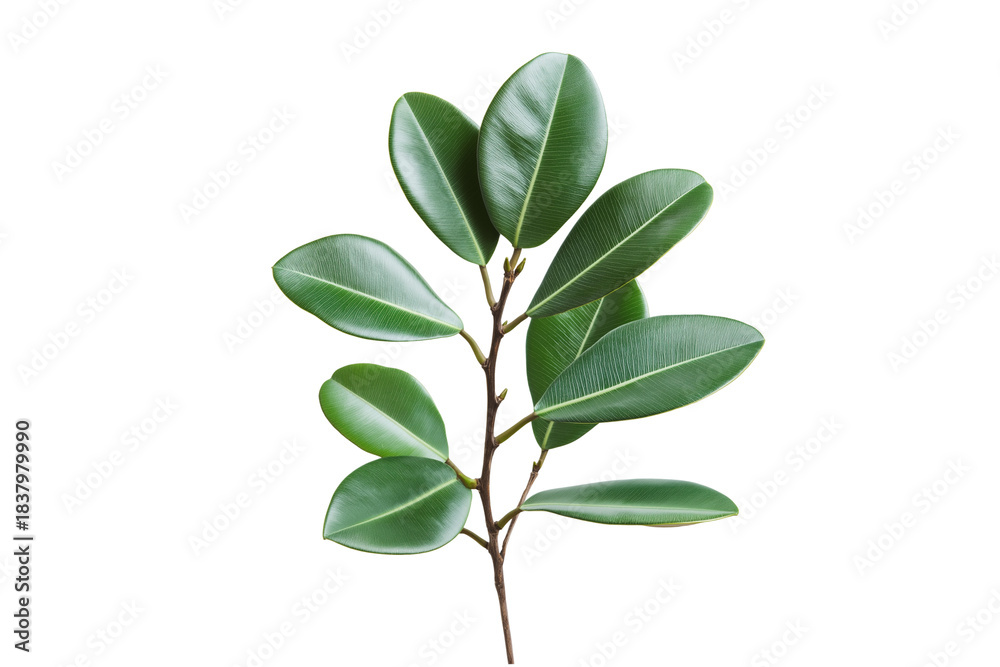 Obraz premium Rubber Plant Foliage Isolated Vector on Transparent Background