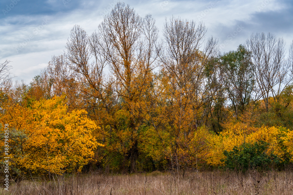 Naklejka premium beautiful landscape of autumn forest with bright yellow leaves on trees, cloudy weather