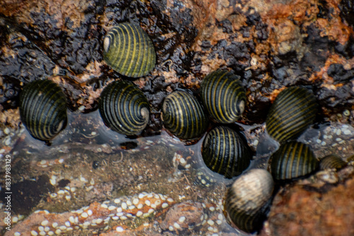 Costate Nerite sea snails (Nerita costata) gathered on a wet rocky surface, showcasing marine gastropod mollusks from the Neritidae family in a natural habitat.