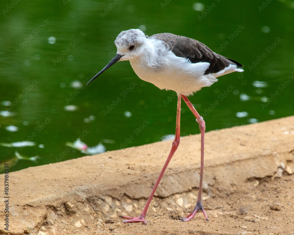 Obraz premium Black-winged Stilt