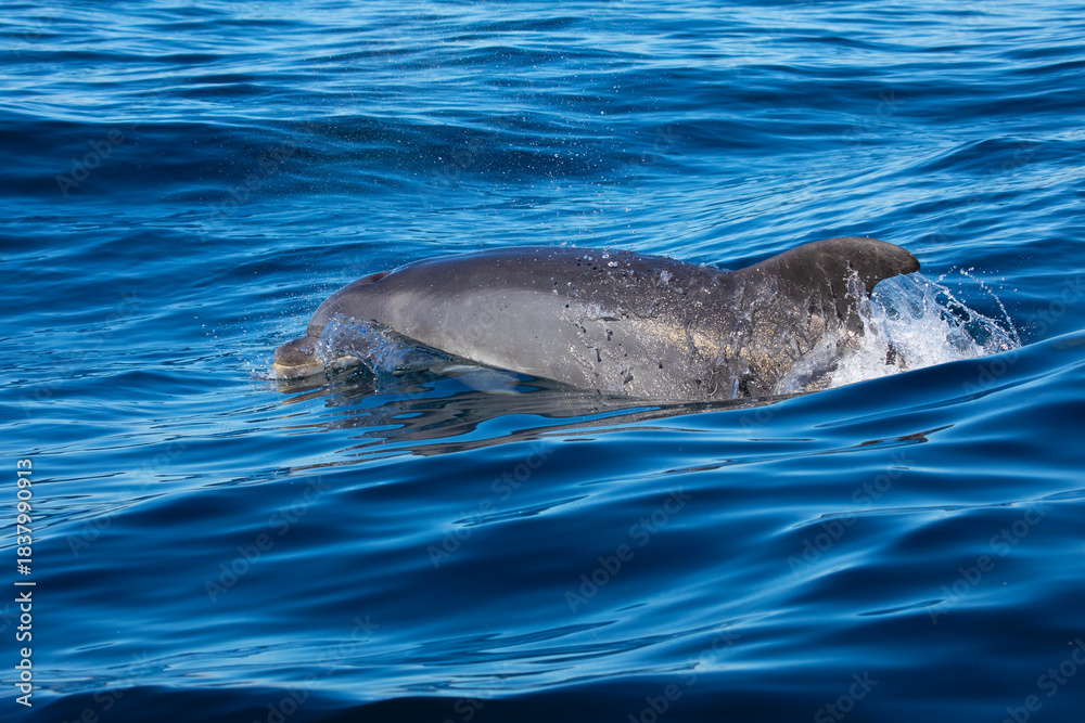 Obraz premium Bottlenose Dolphin in the Atlantic Ocean